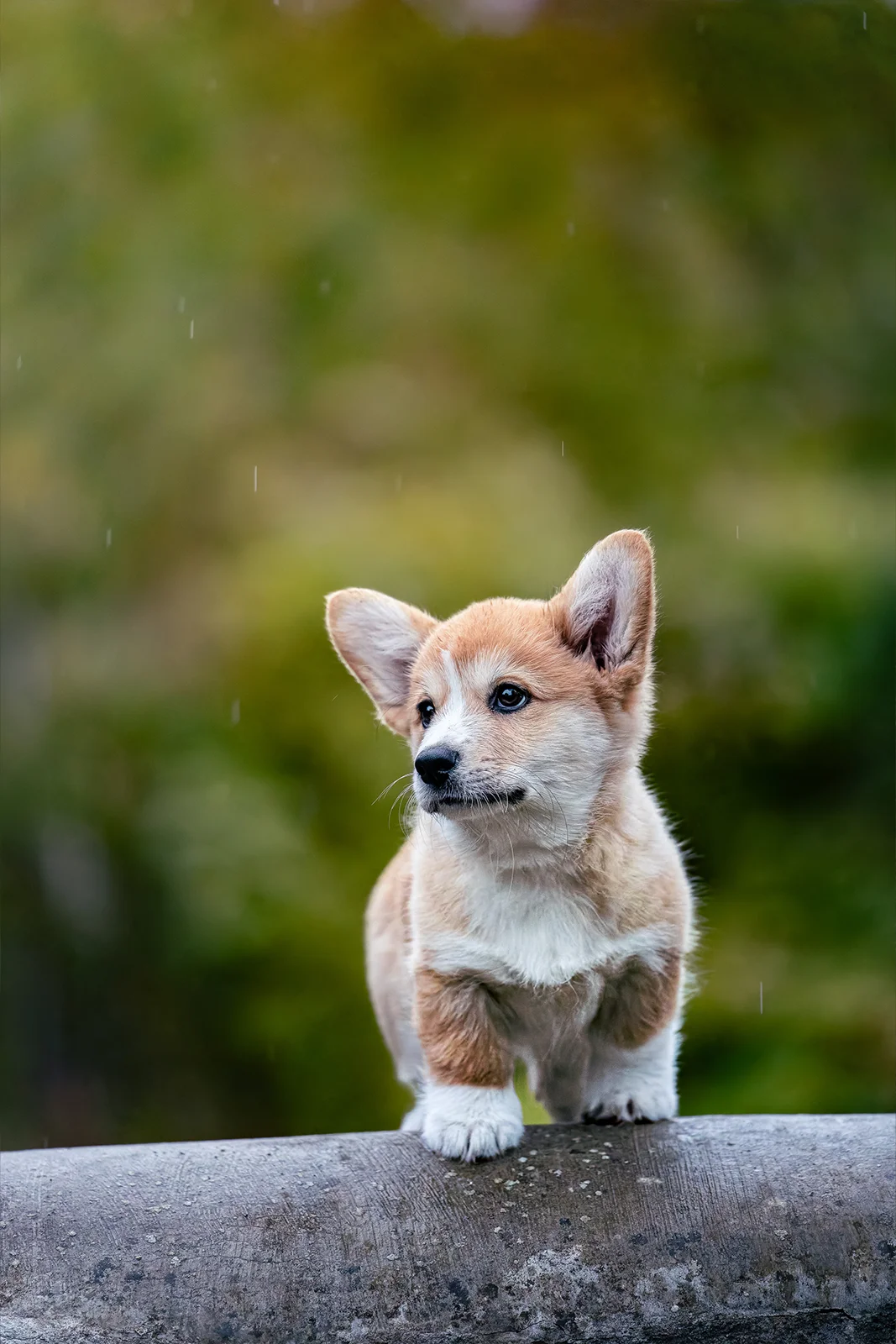 Portrait d'un petit chien assis sur un muret en extérieur à Laxou
