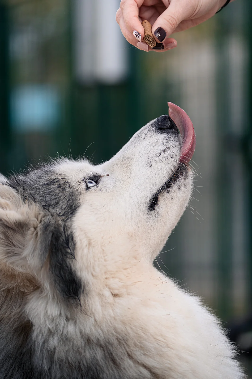 Husky levant la tête vers son maître dans un caniparc de Nancy