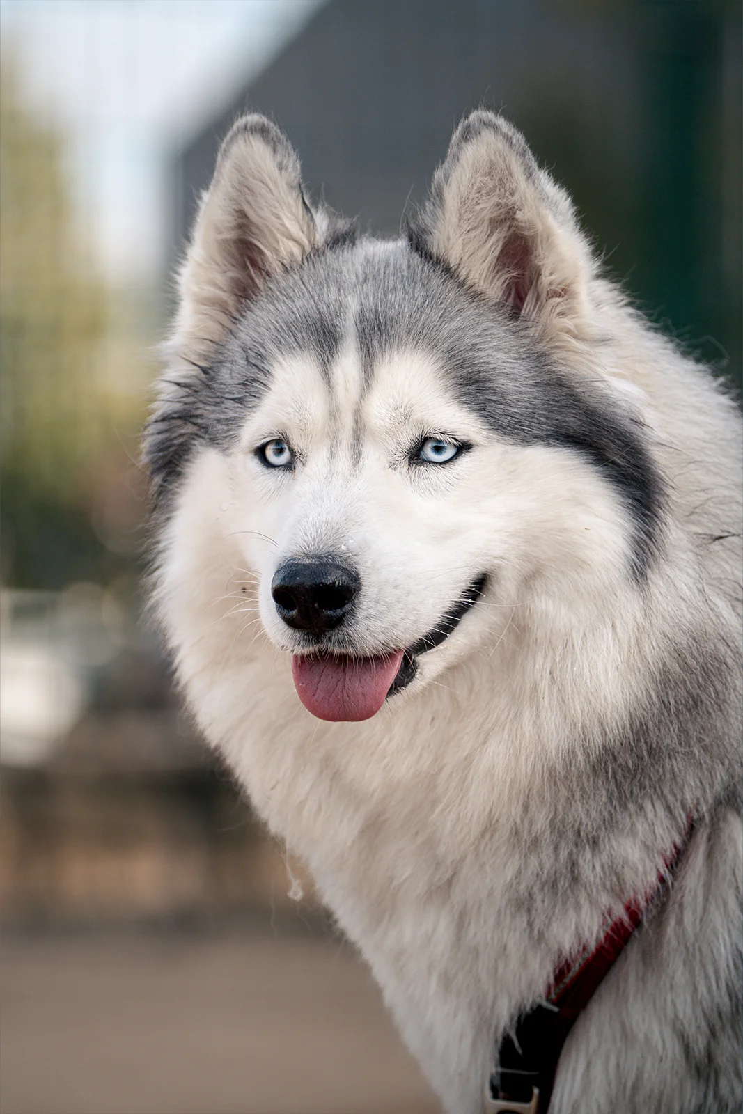 Portrait rapproché d'un husky aux yeux clairs dans un caniparc de Nancy