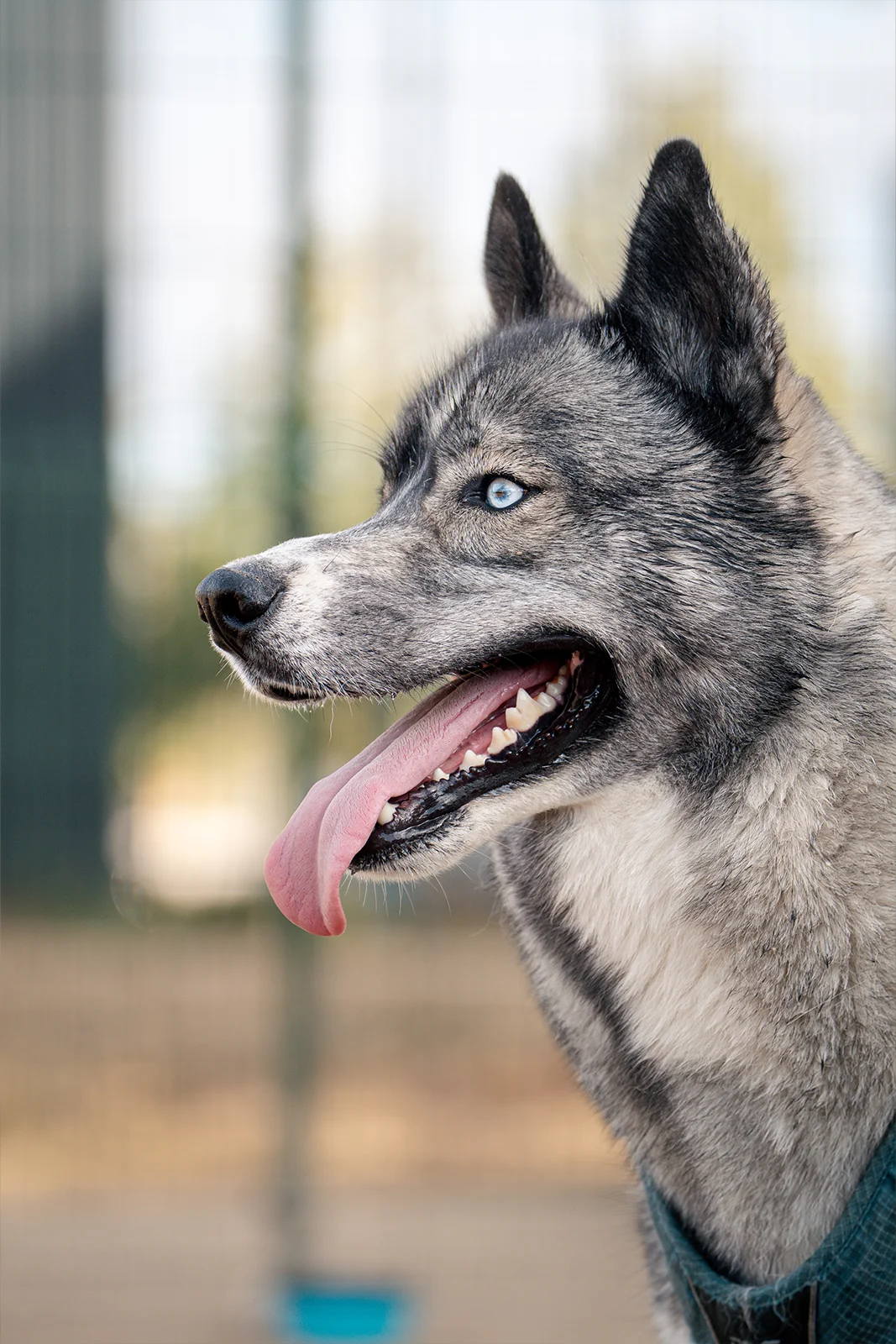 Portrait de profil d'un husky photographié en extérieur dans un caniparc de Nancy
