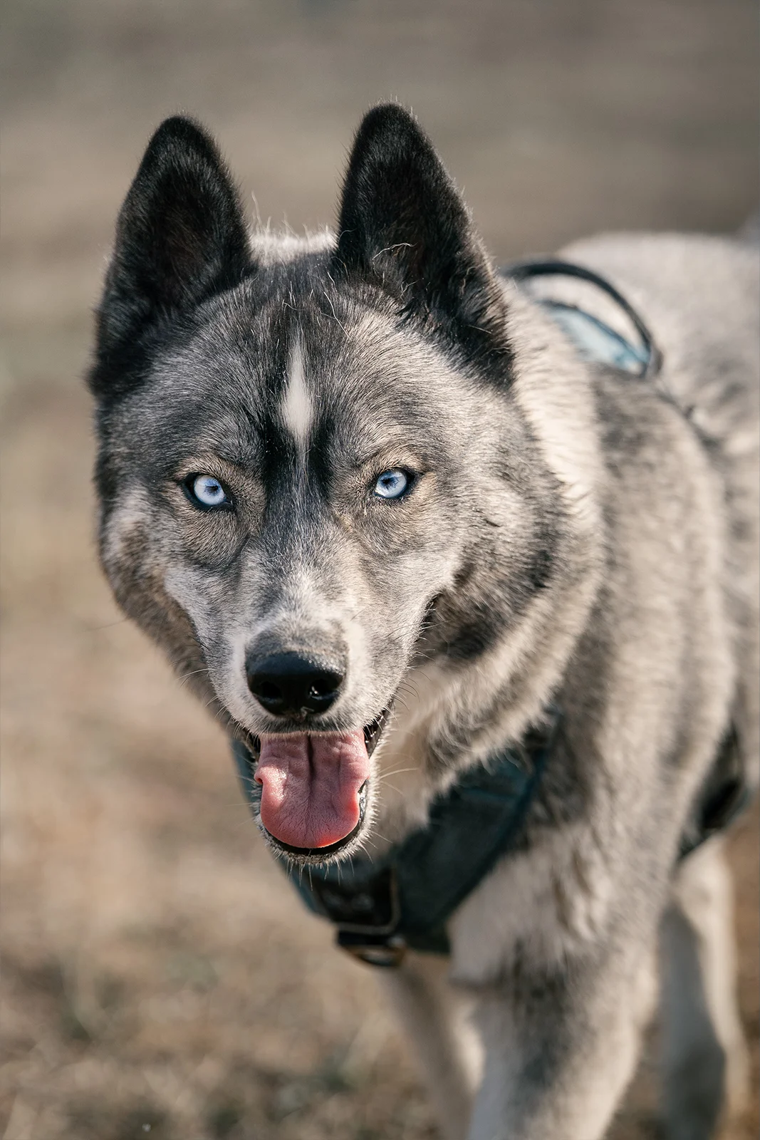 Portrait de face d'un husky aux yeux clairs dans un caniparc de Nancy