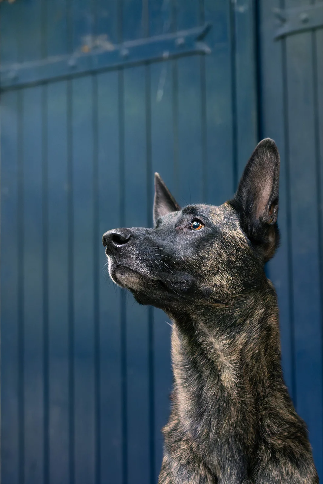 Chien regardant vers le haut devant une porte bleue à Laxou