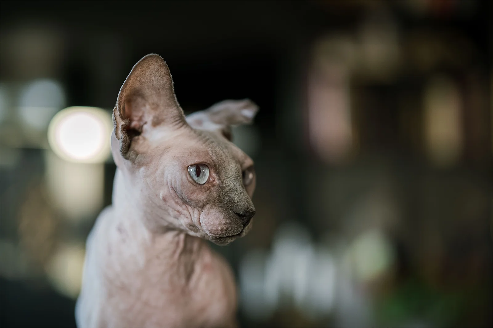 Portrait d'un chat photographié avec un arrière-plan flou à Beaune
